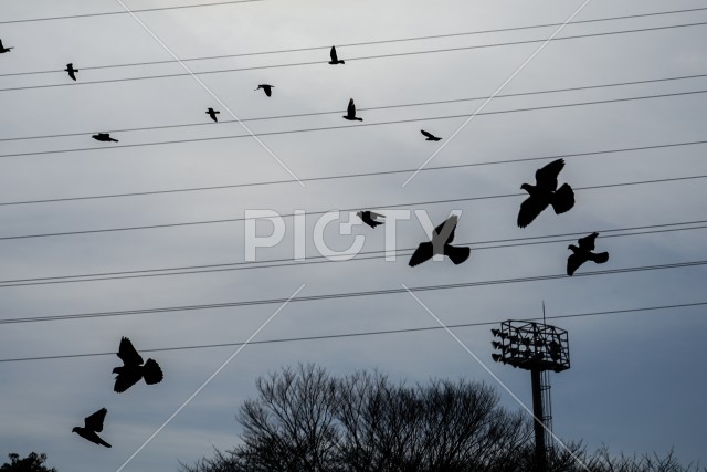 写真のタイトルが入ります