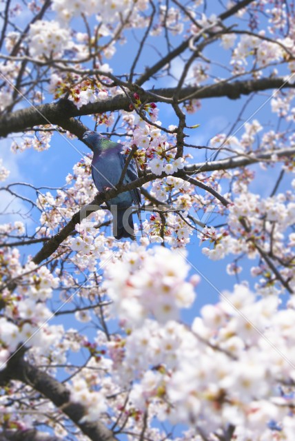 写真のタイトルが入ります