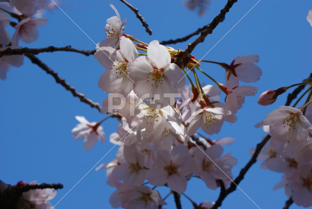 写真のタイトルが入ります