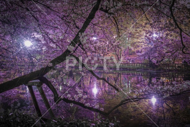 井の頭公園の夜桜