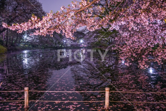 写真のタイトルが入ります