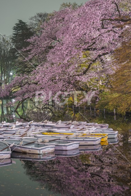 写真のタイトルが入ります