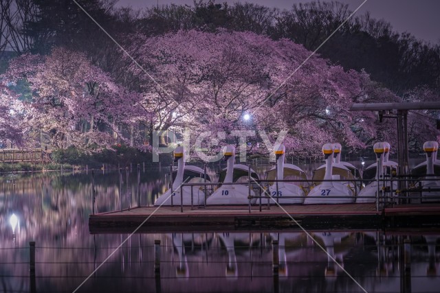 井の頭公園の夜桜とアヒルボート