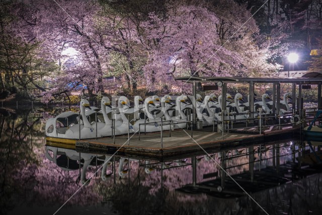 写真のタイトルが入ります