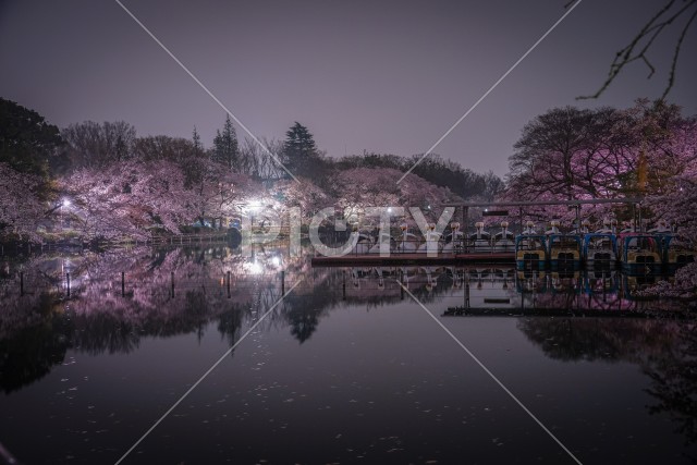 井の頭公園の夜桜とアヒルボート