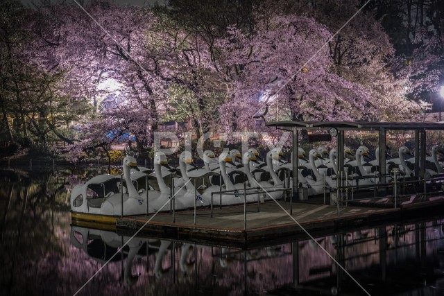 写真のタイトルが入ります