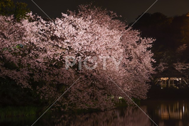写真のタイトルが入ります