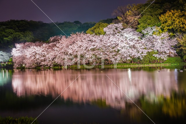 写真のタイトルが入ります