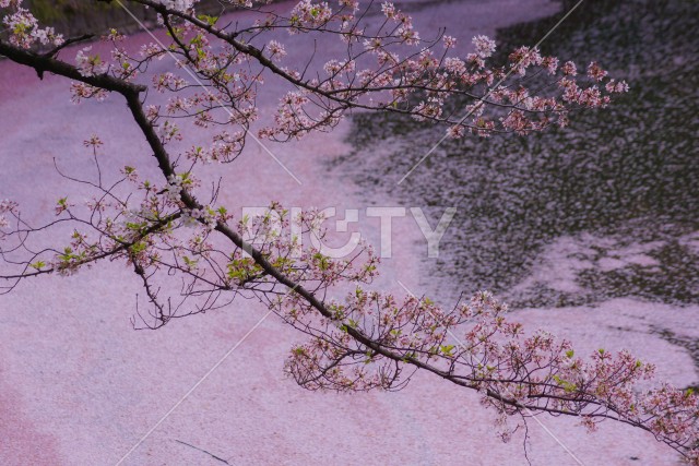 千鳥ヶ淵の桜のイメージ