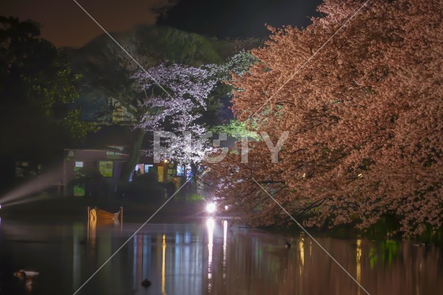 三渓園の夜桜