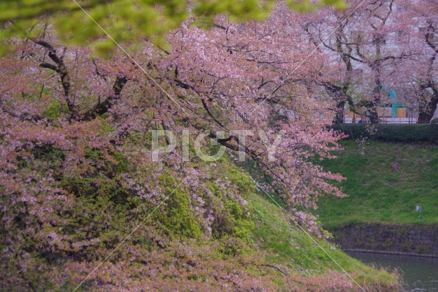 写真のタイトルが入ります