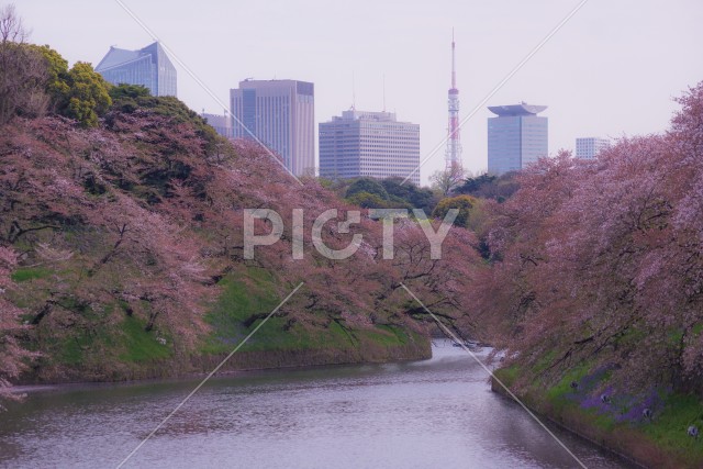 千鳥ヶ淵の桜のイメージ