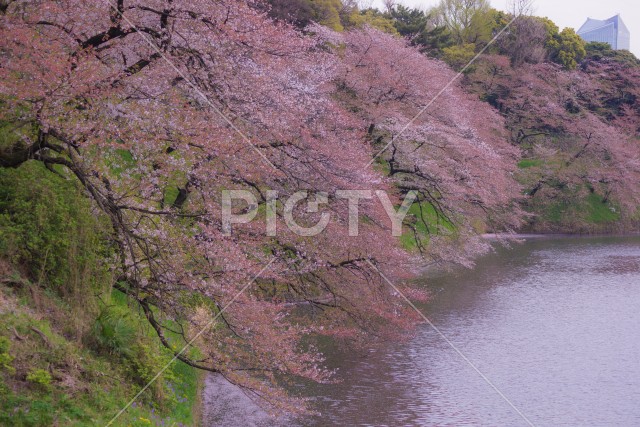 写真のタイトルが入ります