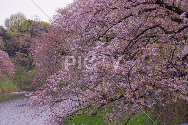 千鳥ヶ淵の桜のイメージ