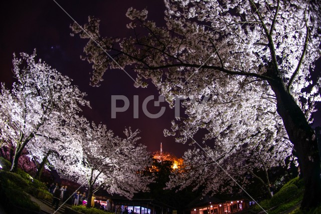 写真のタイトルが入ります