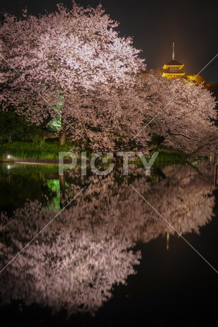 三渓園の夜桜