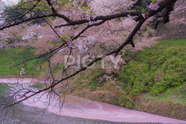 写真のタイトルが入ります