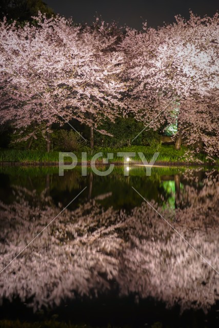 三渓園の夜桜