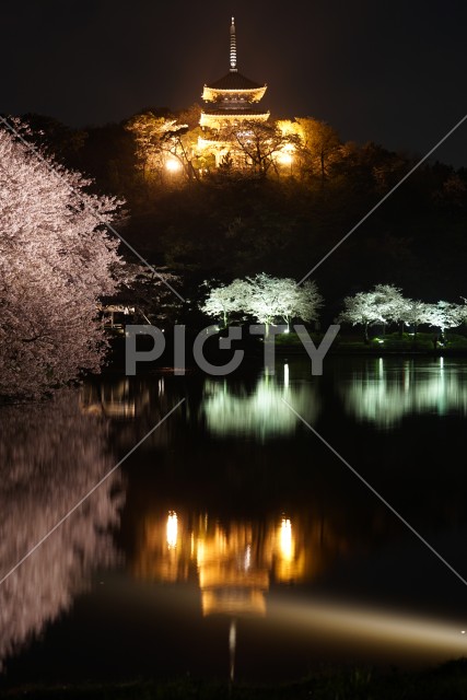 写真のタイトルが入ります