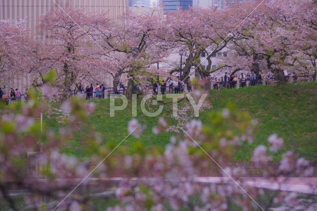 千鳥ヶ淵の桜のイメージ