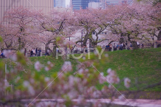 千鳥ヶ淵の桜のイメージ