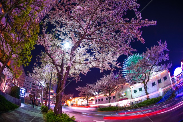 夜桜とコスモクロック