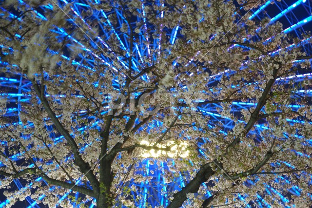 写真のタイトルが入ります