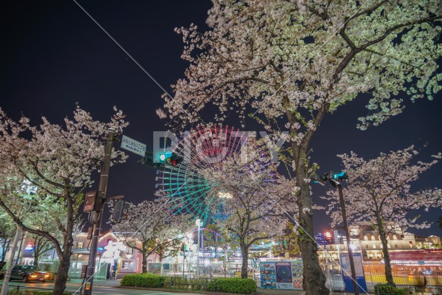 写真のタイトルが入ります