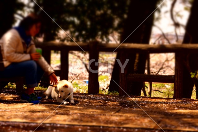 白い犬と飼い主
