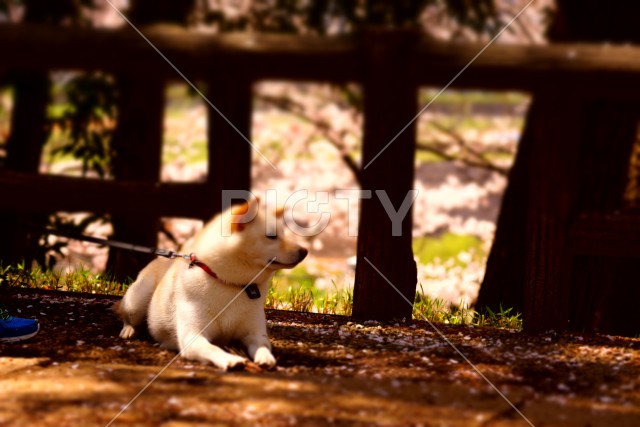 写真のタイトルが入ります