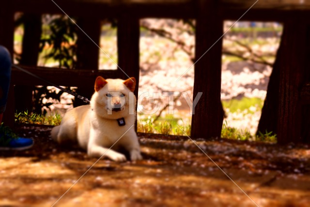 写真のタイトルが入ります