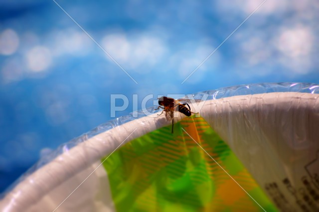 写真のタイトルが入ります