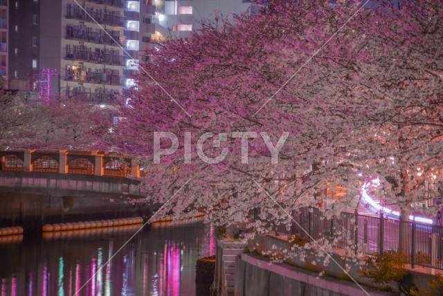 大岡川プロムナードの夜桜のイメージ