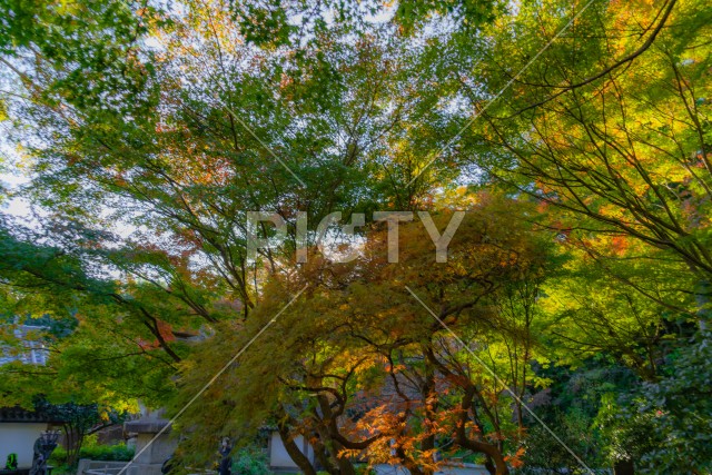写真のタイトルが入ります
