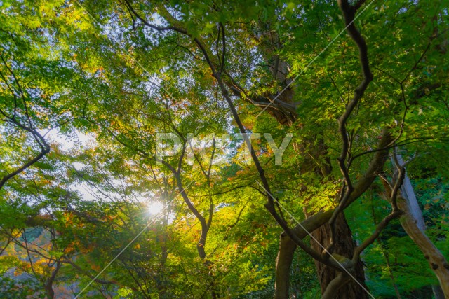 写真のタイトルが入ります