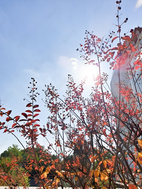 写真のタイトルが入ります