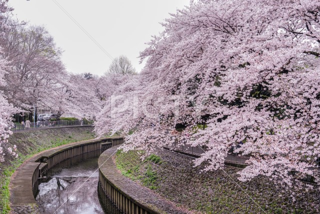 善福寺緑地公園の桜