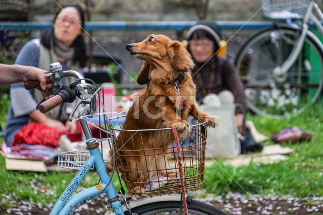 写真のタイトルが入ります