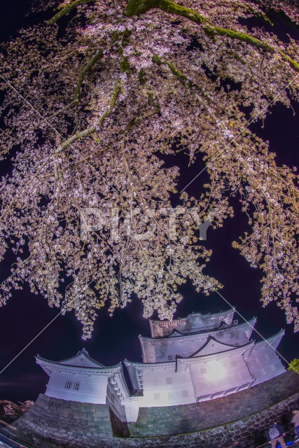 小田原城と夜桜