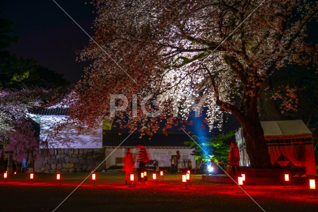 小田原城と夜桜