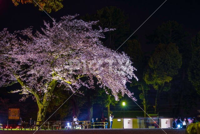 小田原城と夜桜