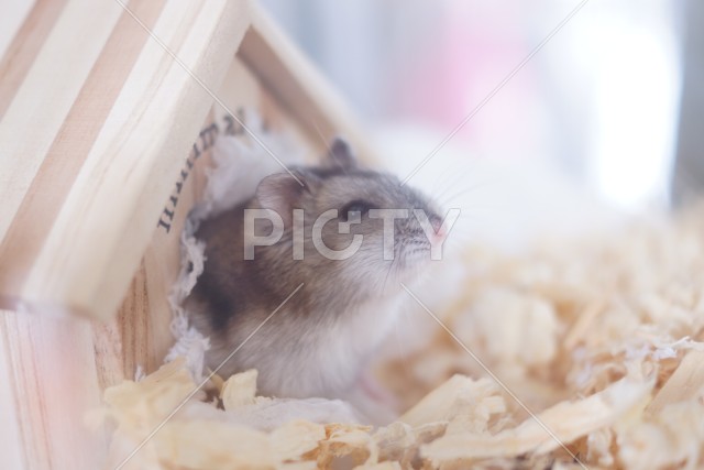 写真のタイトルが入ります