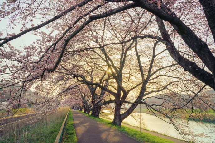 【桜素材】写真素材ピックアップ！